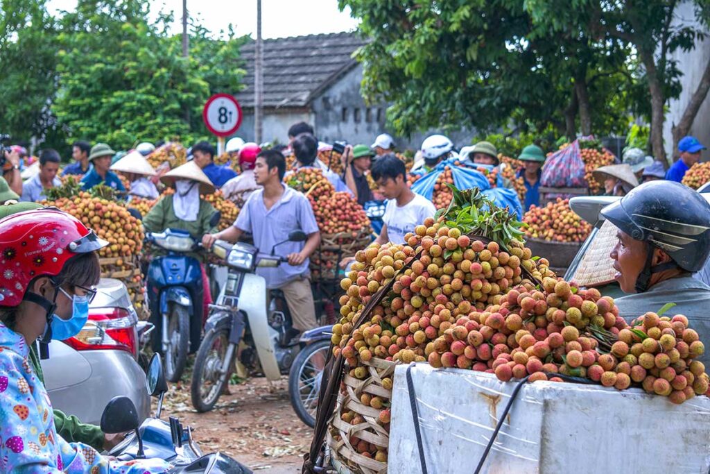 Lots of shippers on motorbikes full of lychee fruits in Hai Duong