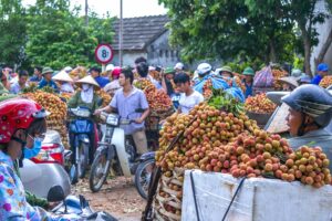 Lots of shippers on motorbikes full of lychee fruits in Hai Duong