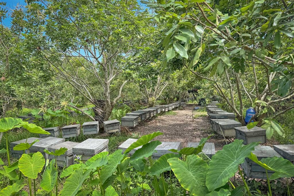 Beekeeping farm in the lush green orchard of My Phuoc Island, Soc Trang Province, Vietnam.
