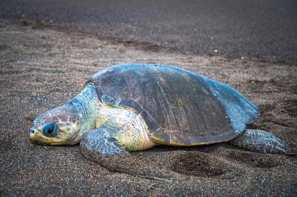 Text: An olive ridley sea turtle rests on a sandy beach, its distinctive heart-shaped shell visible under the soft coastal light.