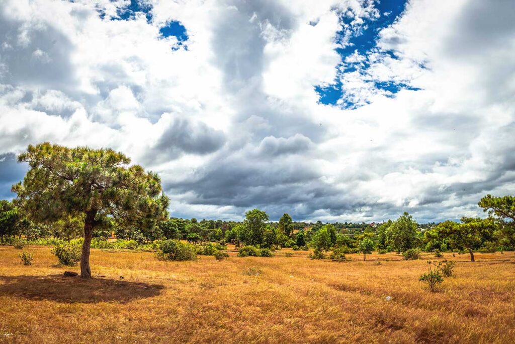 A rolling pinkish-brown grass hill at Dak Doa, a seasonal phenomenon near Pleiku, Gia Lai.