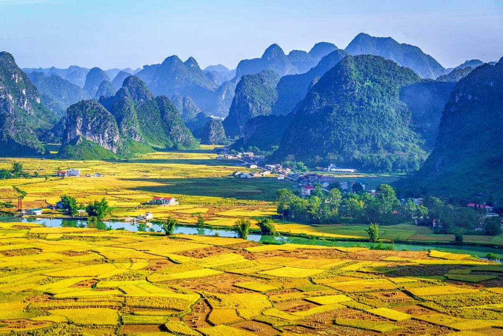 Phong Nam Valley in Spring – A stunning spring landscape in Phong Nam Valley, with golden yellow rice fields stretching across the valley, signaling the start of the harvest season.