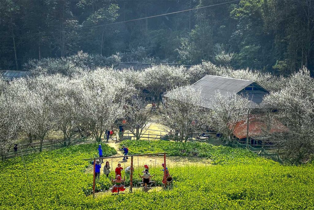 Plum trees and the roofs of Ta Van Chu Village and people in ethnic clothes playing on swings in the field