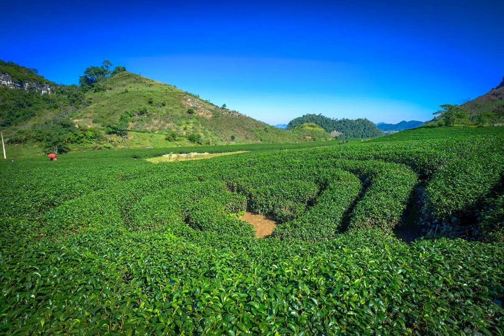 Tan Lap 3 Heart-Shaped Tea Hill