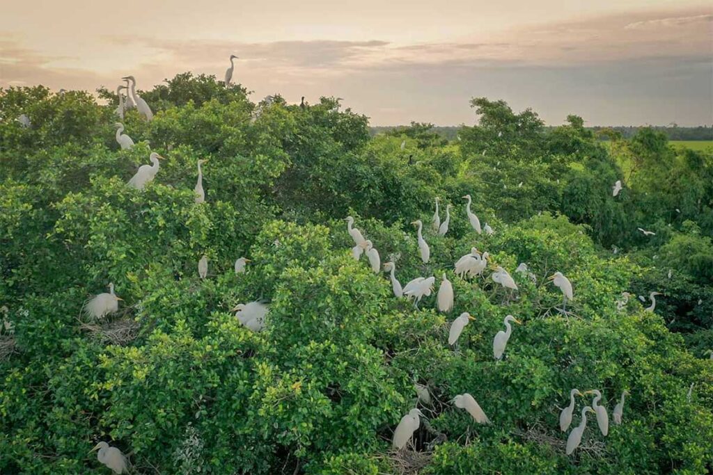 Dozens of white storks nesting in dense treetops at Tan Long Stork Garden during sunset in Soc Trang Province.