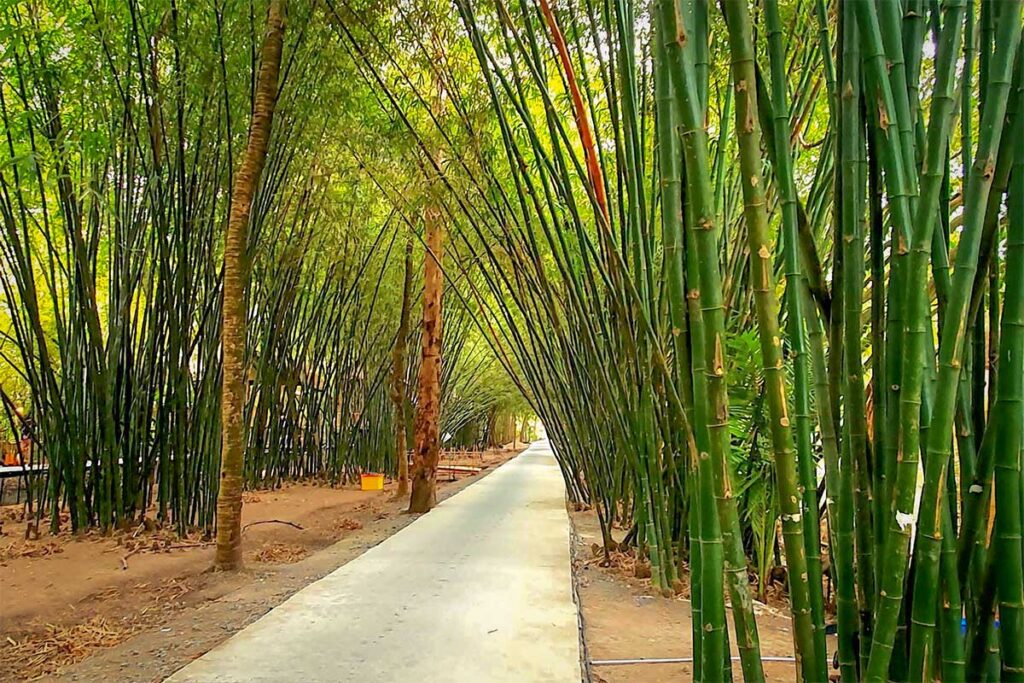 Tu Sang Bamboo Garden in Hau Giang Province, Vietnam – peaceful walkway lined with tall green bamboo forming a natural archway.
