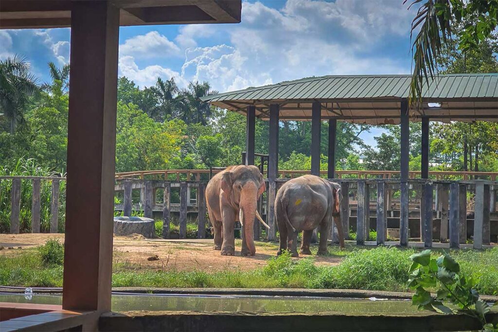 Elephants in the zoo of Vuon Xoai Resort in Dong Nai