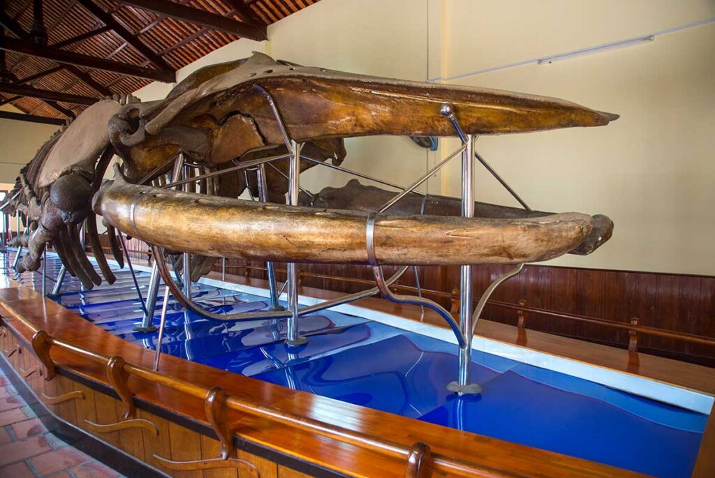 A large whale skeleton in Van Thuy Tu Temple (Phan Thiet) 