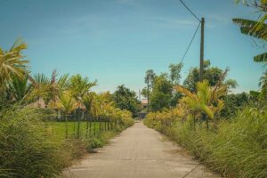 Sunny rural road lined with palm trees near Hoi An in August, showing the lush green countryside during the humid tail end of summer.