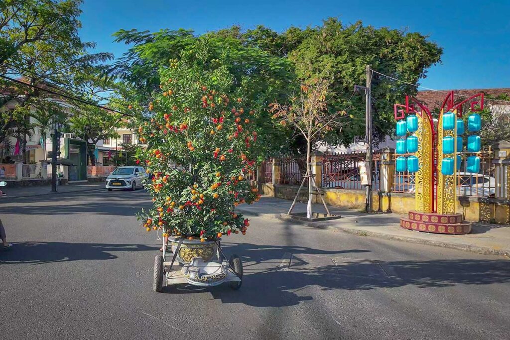 Potted kumquat tree being transported through Hoi An’s streets ahead of Tet, symbolizing prosperity and good fortune for the Lunar New Year.