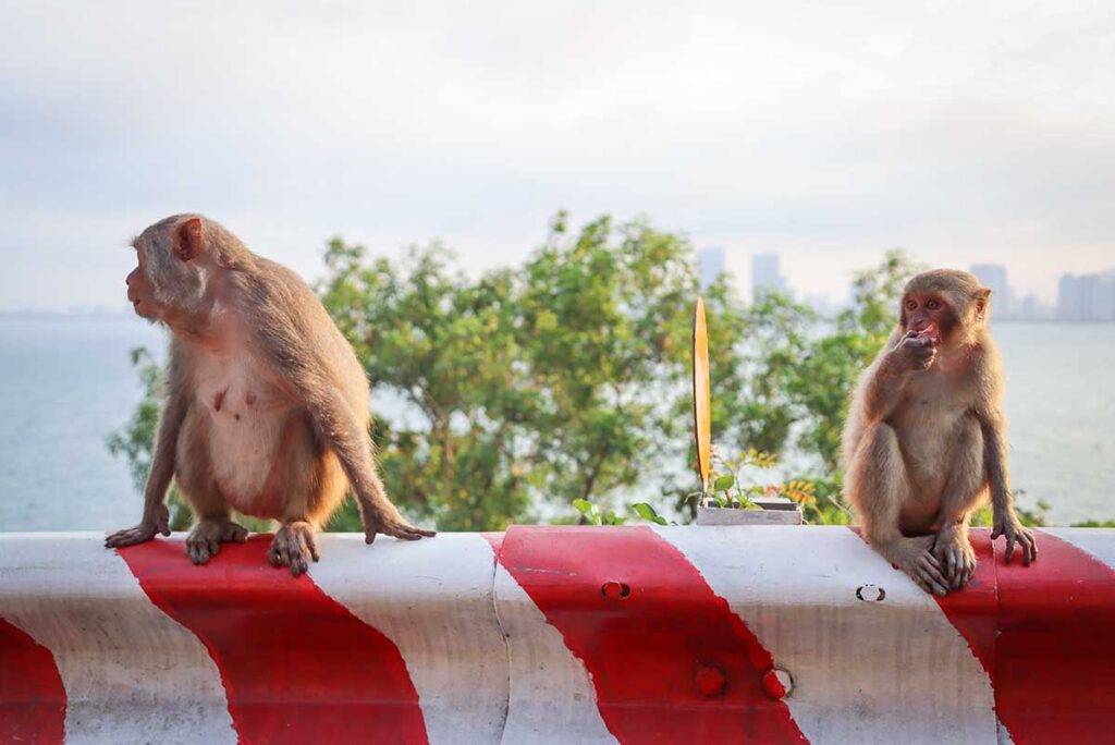 Rhesus macaque monkeys sitting on a roadside barrier along the cliffs of Son Tra Peninsula.