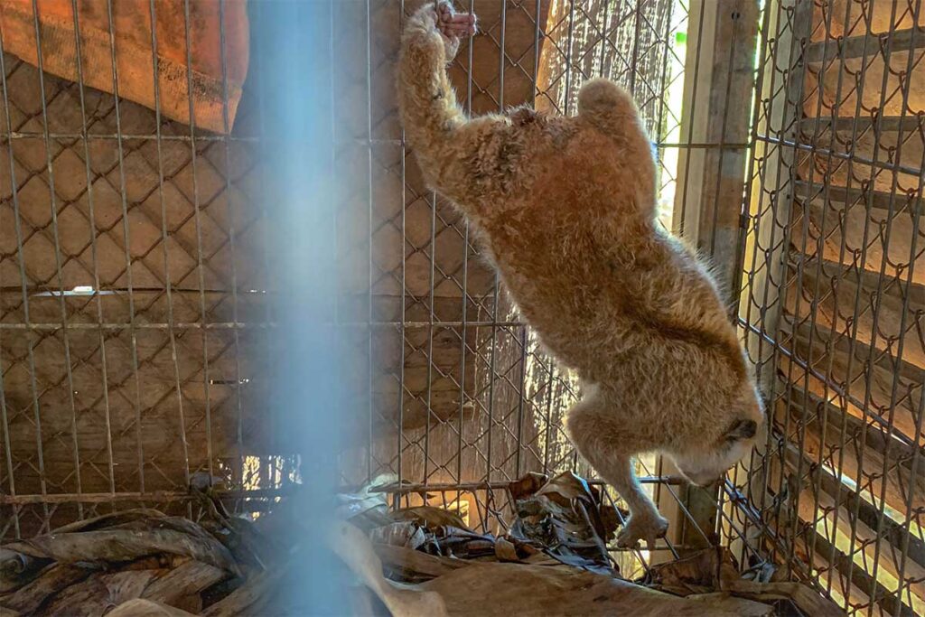 A rescues loris in a cage at the Rescue Center of Bu Gia Map National Park
