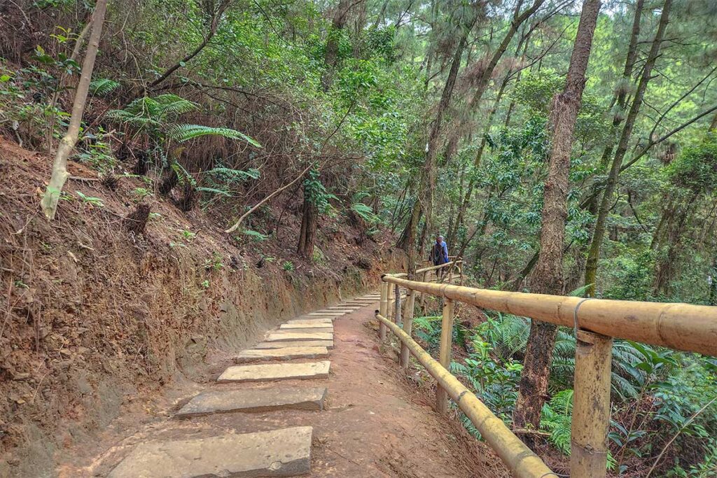 A forest path behind Dia Tang Phi Lai Pagoda