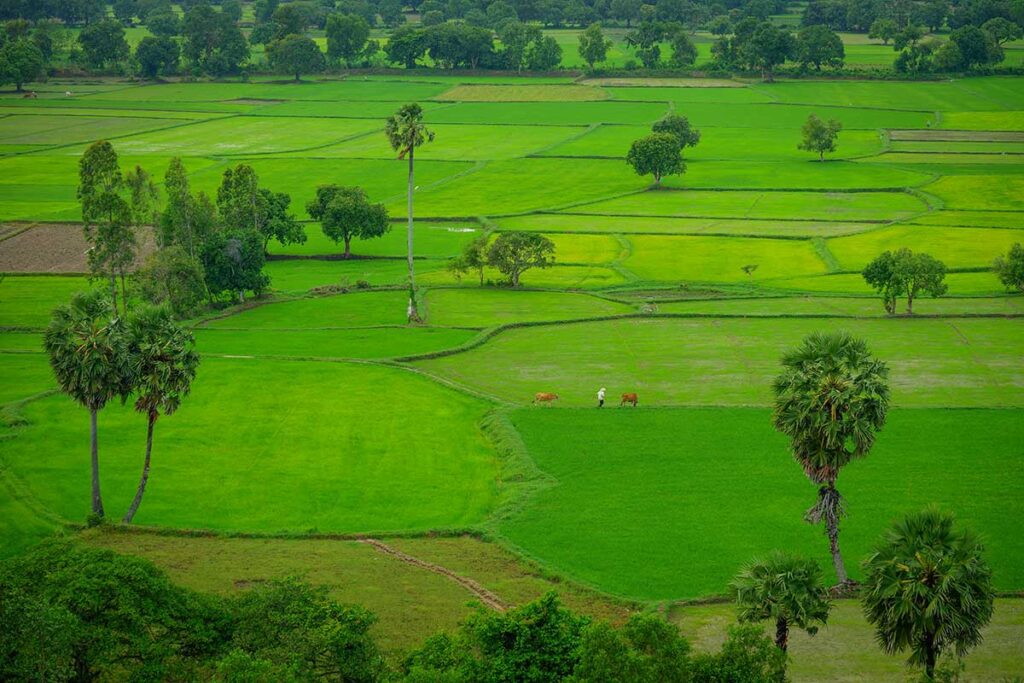 Panoramic view of bright green rice fields with scattered sugar palms and grazing cows, showing lush rural scenery during the best time to visit the Mekong Delta.