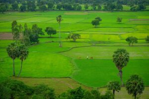 Panoramic view of bright green rice fields with scattered sugar palms and grazing cows, showing lush rural scenery during the best time to visit the Mekong Delta.