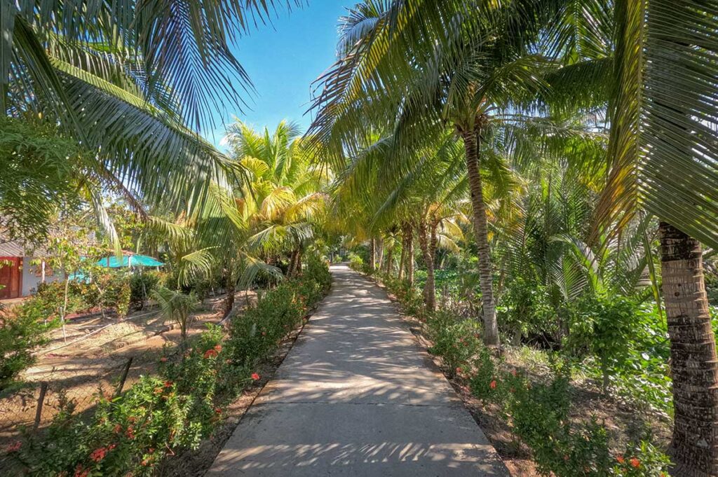 Shaded village path lined with coconut palms and flowering plants on a sunny day, highlighting the best time to visit the Mekong Delta in dry season.