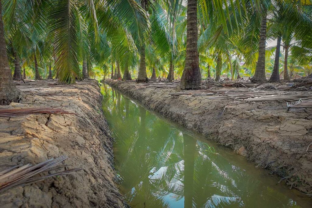 Coconut palm orchard with dry cracked soil and narrow irrigation canal, illustrating the Mekong Delta in dry season.