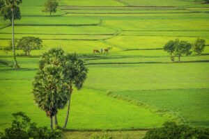 Patchwork of lush rice fields with sugar palms and grazing cattle under soft light, capturing early rainy-season greenery in the Mekong Delta in July.
