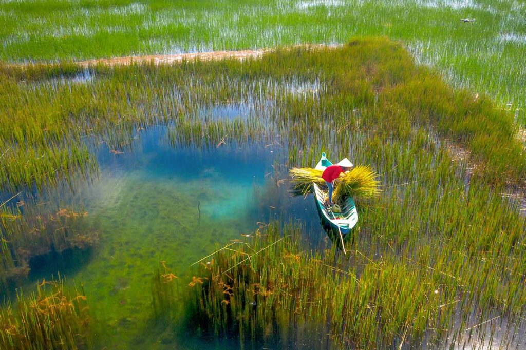 Man in conical hat standing on a small boat harvesting sedge reeds in blue wetlands, representing craft material gathering and high-water scenery in the Mekong Delta in November.