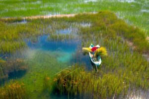 Man in conical hat standing on a small boat harvesting sedge reeds in blue wetlands, representing craft material gathering and high-water scenery in the Mekong Delta in November.