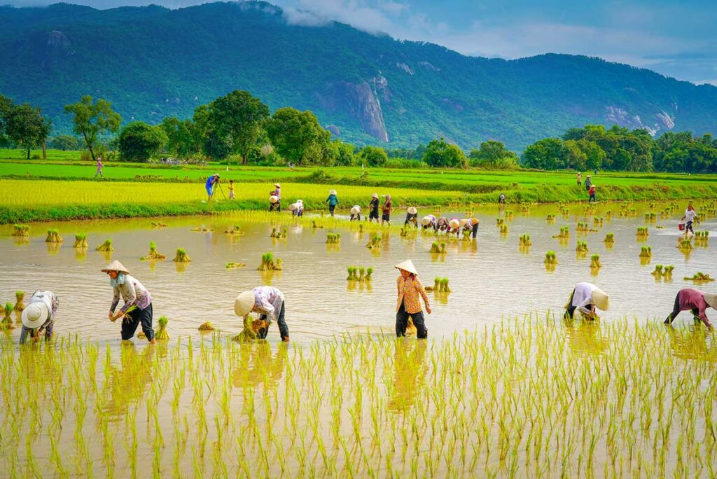 Farmers transplanting rice seedlings in flooded paddies with distant hills, showing peak water levels and active fieldwork in the Mekong Delta in October.