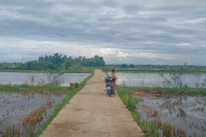 Tourist stopping her motorbike on a rural path across Cam Kim Island’s rice paddies, enjoying peaceful scenery.