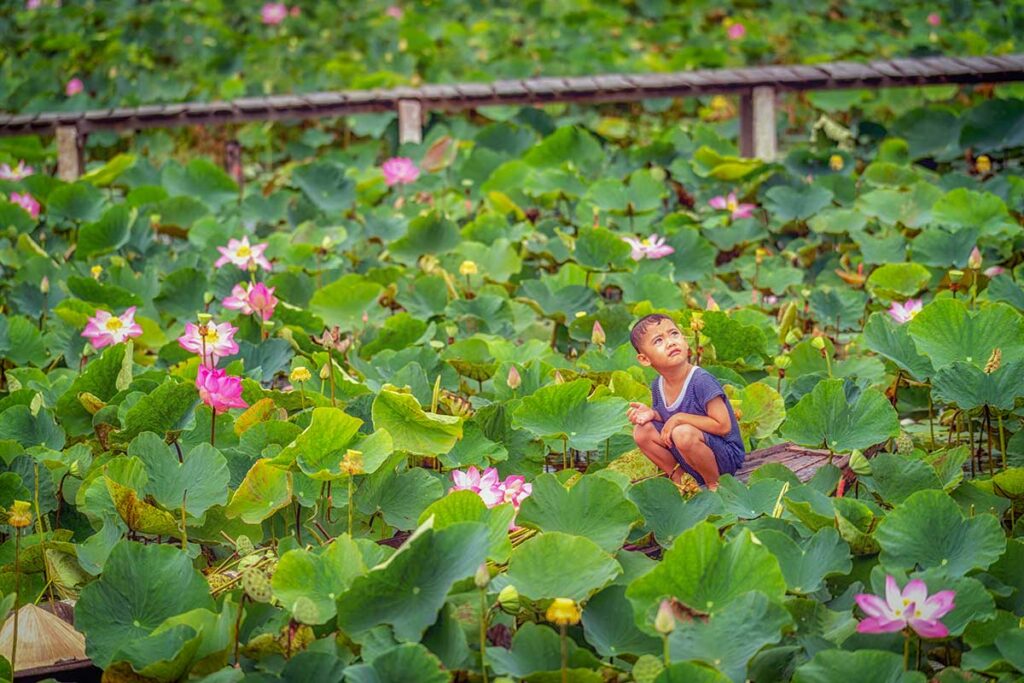Young boy sitting among blooming lotus flowers in a Dong Thap lotus field