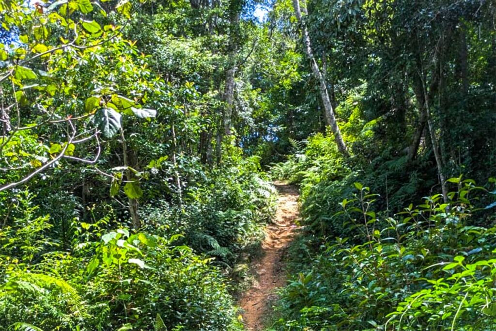 A jungle path at A Bia Mountain - also called Hamburger Hill