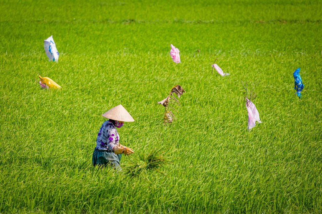 Vietnamese farmer working in the vibrant green rice fields in Hoi An – peaceful view of the rural countryside.