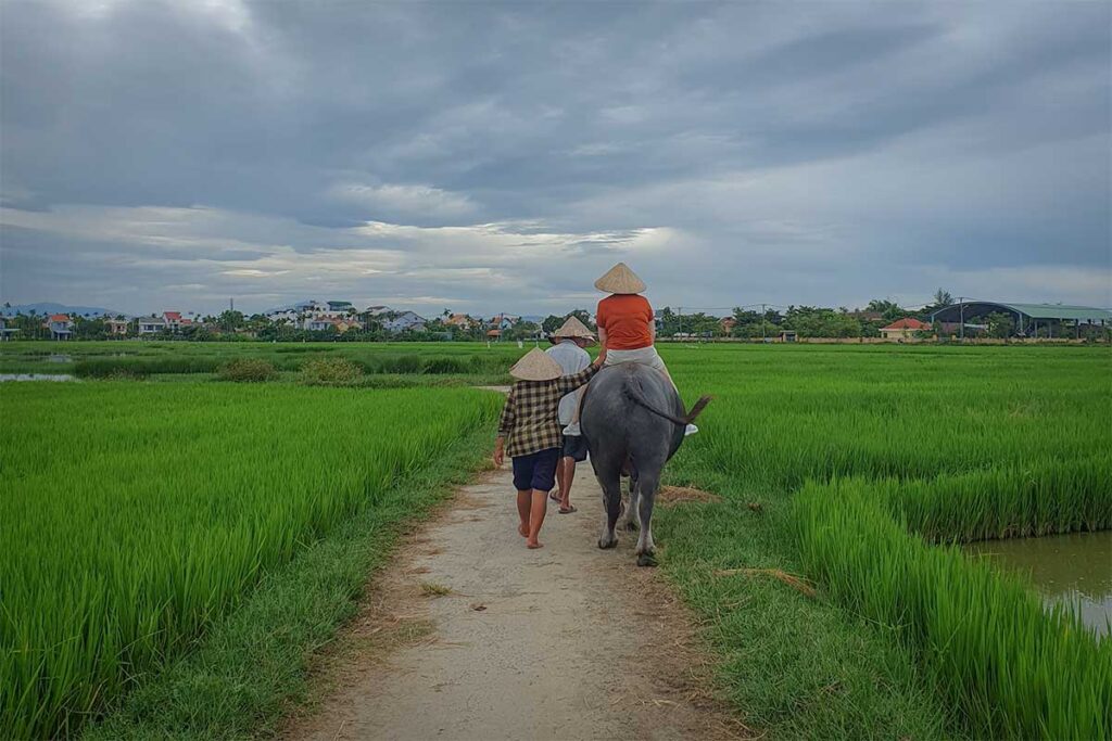 Tourists riding a water buffalo along a narrow dirt path – fun rural adventure in the countryside of Hoi An.
