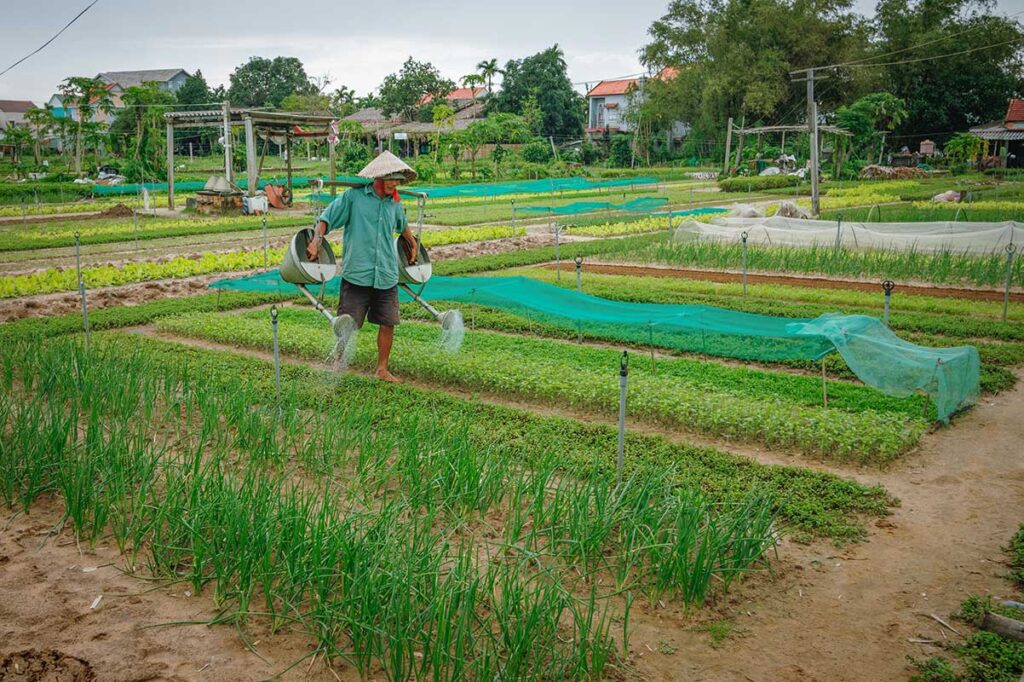 Local farmer watering organic herbs at Tra Que vegetable village – traditional farming experience in the countryside of Hoi An.