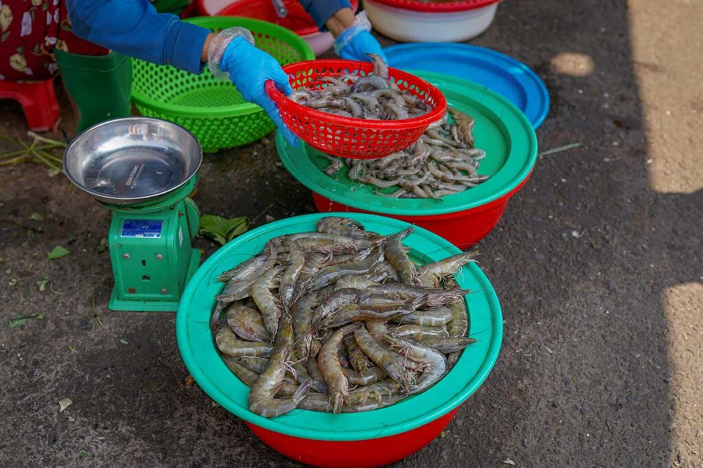 Shrimp for sale at Thanh Ha fish market Hoi An – Large tubs of fresh prawns being weighed and sorted at the local fish market.