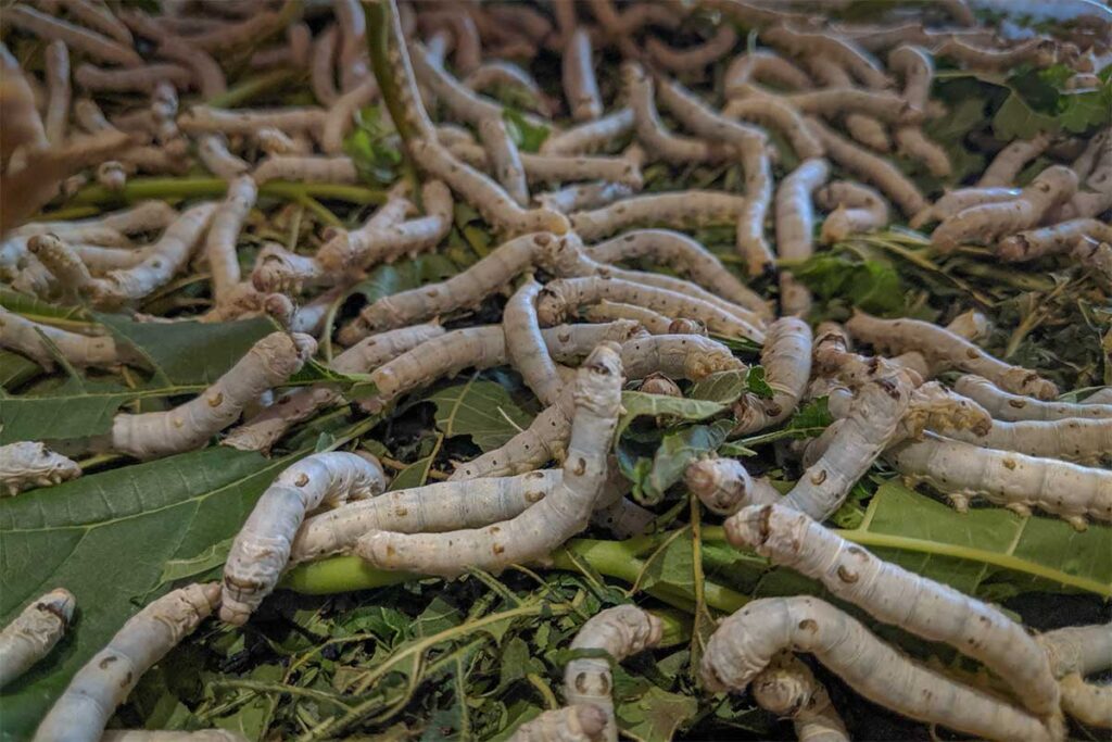 Close-up of silkworms feeding on mulberry leaves at Hoi An Silk Village.