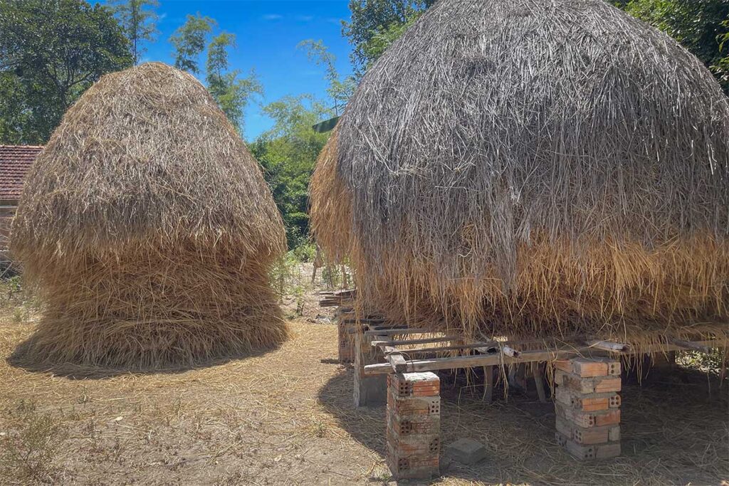 Traditional Vietnamese haystacks on raised brick platforms near Ky Anh Tunnels, reflecting the rural farming life of Quang Nam Province.