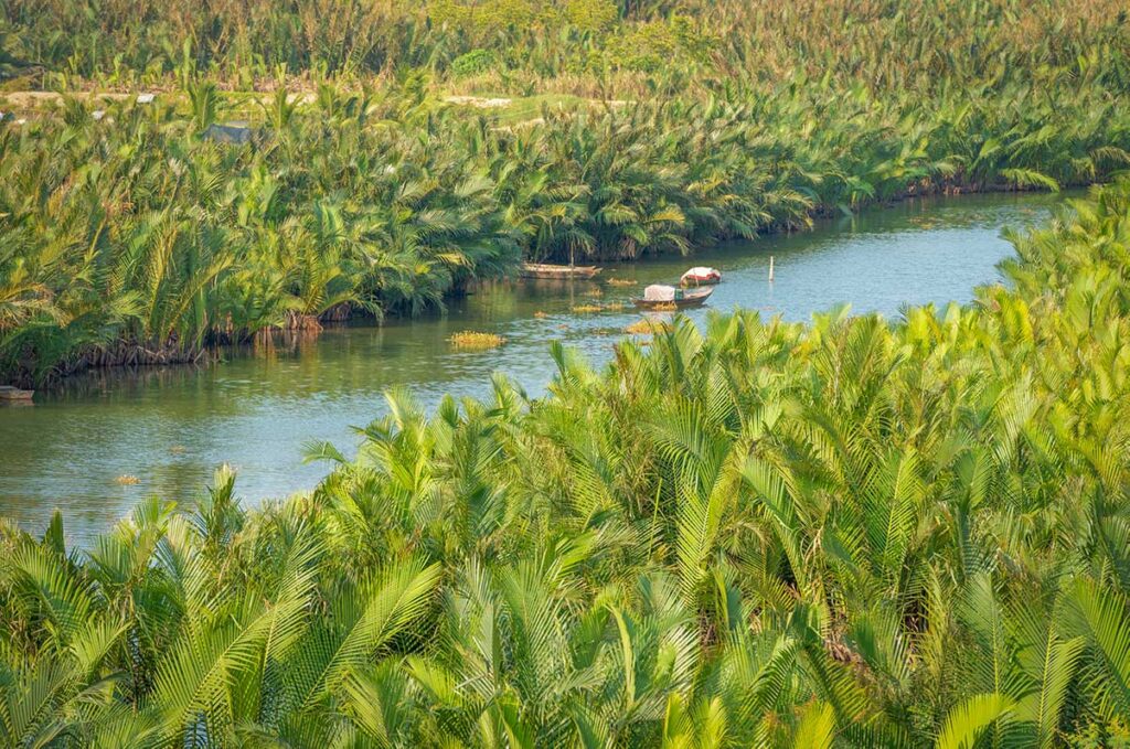 Coconut palm mangrove forest and winding waterways of Cam Thanh Village near Hoi An.