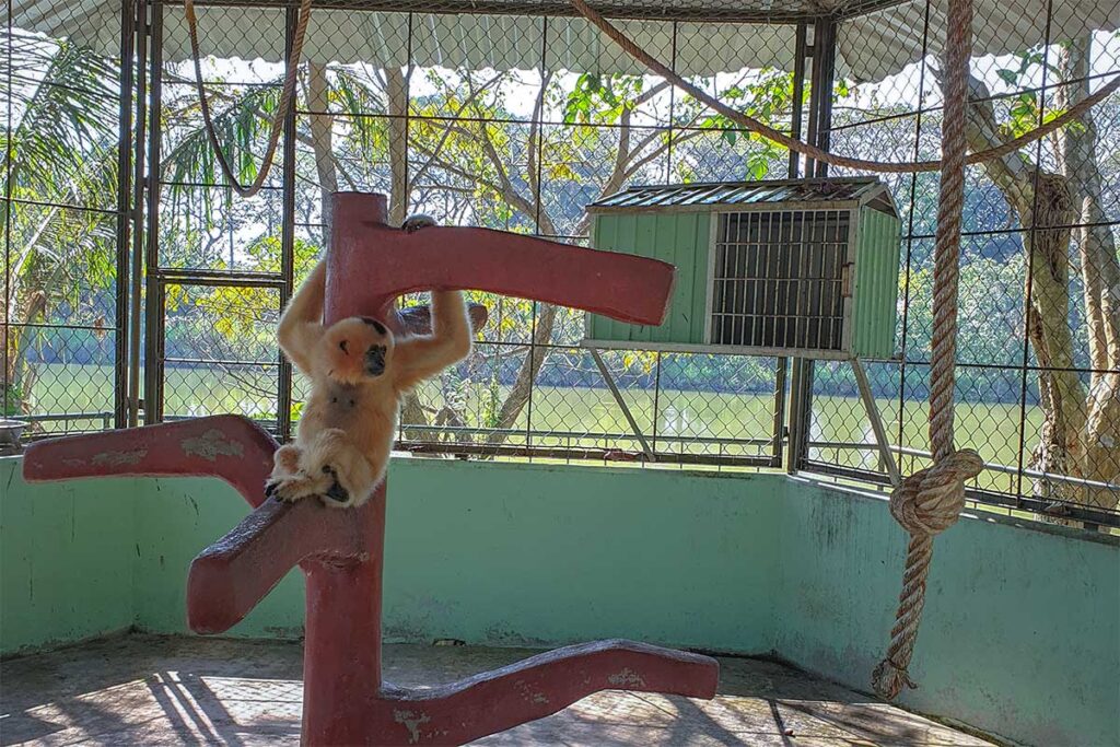 Gibbon in a small cage at Dong Tam Snake Farm near My Tho