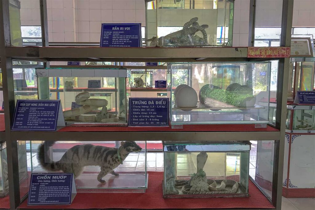 Preserved snake and animal specimens inside the Museum of Snakes at Dong Tam Snake Farm