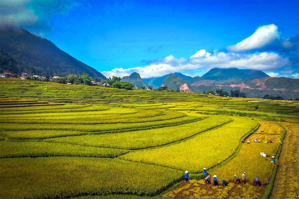 Very huge rice fields inside Muong Than Valley in Lai Chau