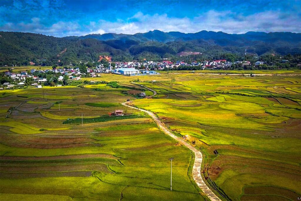 Huge rice fields with green and yellow colors inside Muong Than Valley in Lai Chau