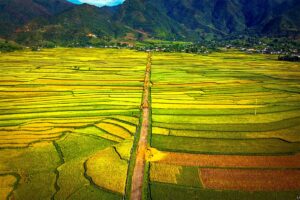 Vast rice fields with yellow colors ready to be harvested in Muong Than, Lai Chau