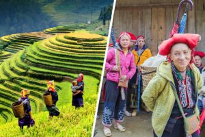 Ethnic minority women walking through golden rice terraces in Mu Cang Chai during a Sapa and Mu Cang Chai combo tour.
