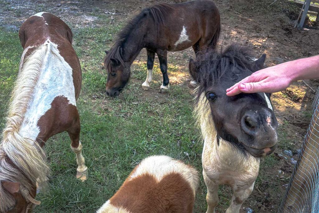 A hand petting pony's at Bai Da Song Hong Flower Garden in Hanoi 