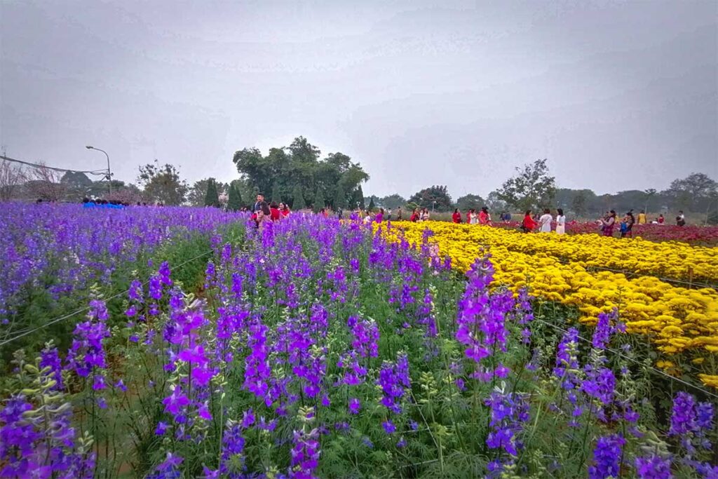 Flower gardens of Song Hong Flower Garden (Bai Da Song Hong) in Hanoi