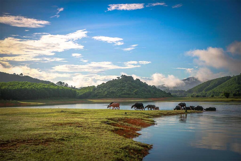 Buffalos are grazing on a grassland next to the lake within Ben En National Park