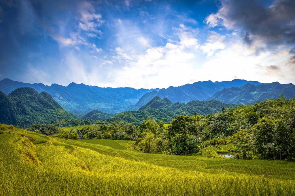 Golden harvest rice fields is the best time to visit Pu Luong