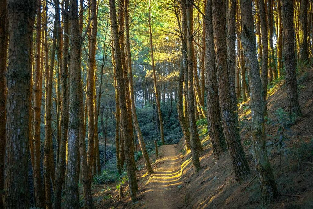 A forest trail through dense pine trees at Hua Tat Pine Forest