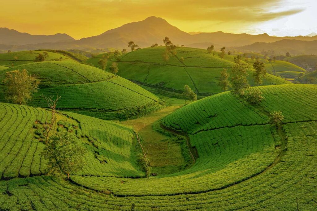 Golden sunrise over the Long Coc Tea Hills