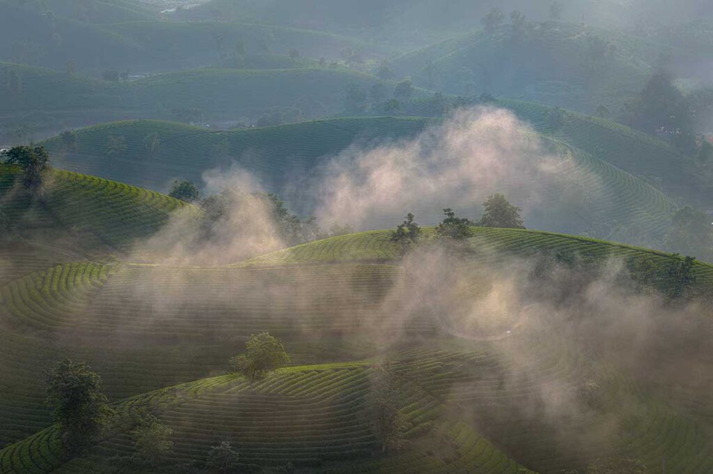 Mist rolling over the Long Coc Tea Hills