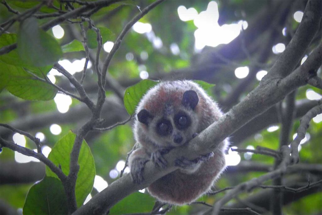 pygmy slow loris spotted in a tree in Ben En National Park