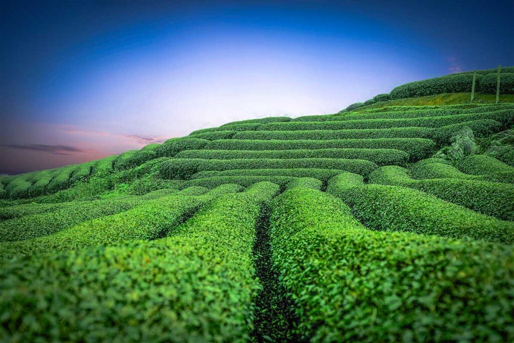 Tea hills in Moc Chau